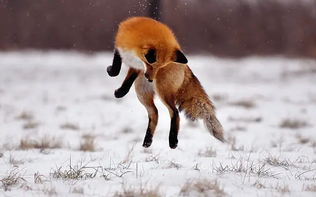 a red fox jumping into the air above snow
